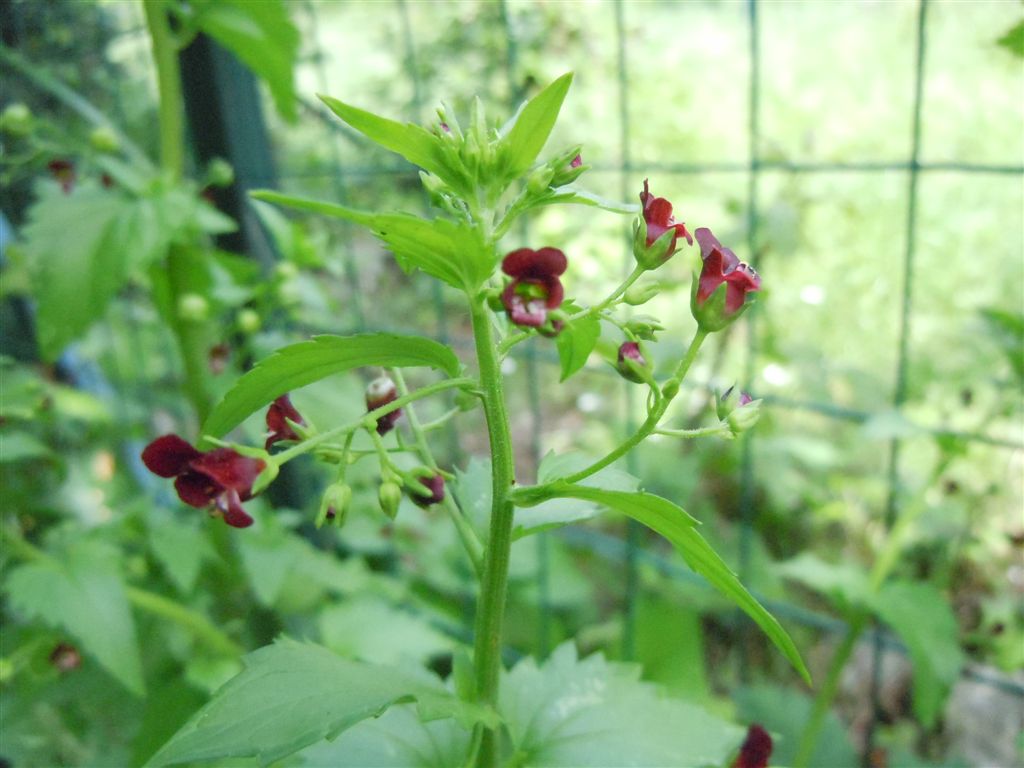 Scrophularia peregrina
